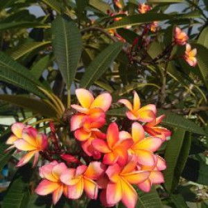 nyuragi febriana profile icon