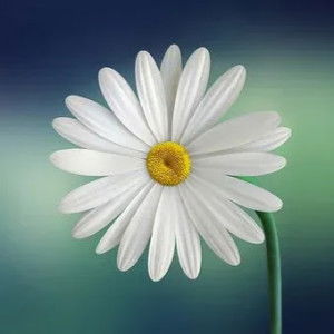 Hanny Andriany Taher profile icon