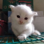 Zulfaape chanel profile icon