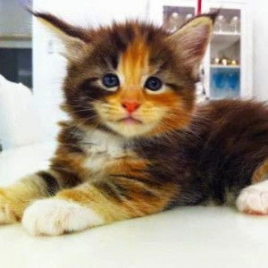 nur izzati misnan profile icon