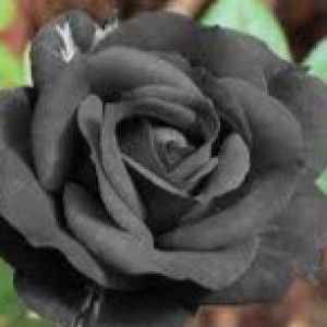 Blek Rosé profile icon