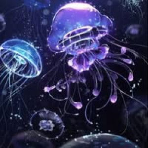 แมง กระพรุนนน profile icon