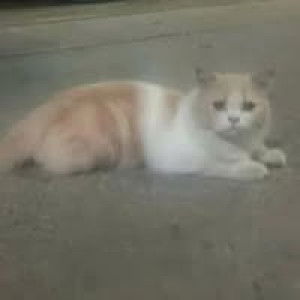 Naruemon Charoennak profile icon