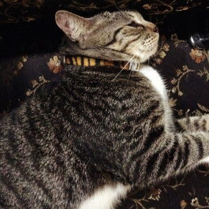 Iylia Insyirah profile icon