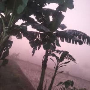 Arsyila Romesa profile icon