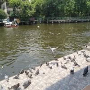 Narapron Maion profile icon