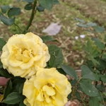 Mah Uput profile icon