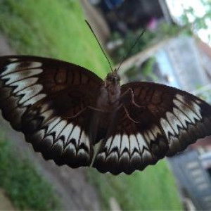 Nining Riyanti profile icon