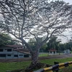 Milo Ais Milo Ais profile icon