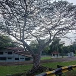 Milo Ais Milo Ais profile icon