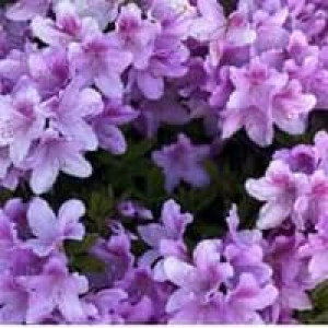 Desyta Ummu Fadlhan profile icon