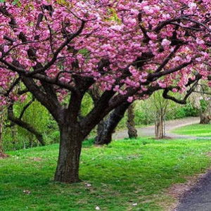 Hilda Nurul Hidayati profile icon