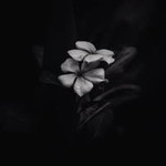 Restu Andaresta profile icon