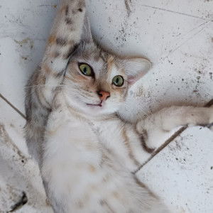 Rizqi putpitasari profile icon