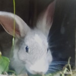 Apriyani Dzaki profile icon