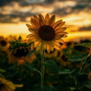 Ela Nurmalasari profile icon