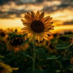 Ela Nurmalasari profile icon