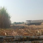 พันธุ์อ้อย โซล่าเซลล์ profile icon