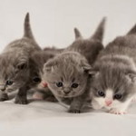 Nurul Nuraeni profile icon