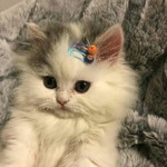 Indahty ty profile icon