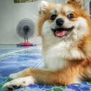 ลูกชิ้นปิ้ง พริกไท profile icon