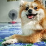 ลูกชิ้นปิ้ง พริกไท profile icon