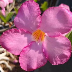 Sun Sun profile icon