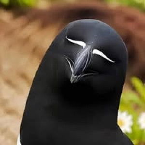 Aqilah Halim profile icon