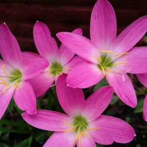 Herlina diaz profile icon