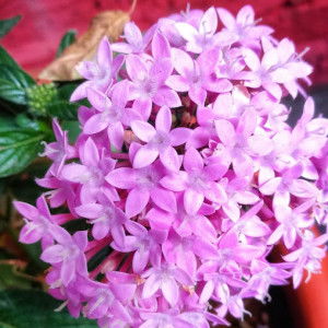 Nur Ilahi profile icon