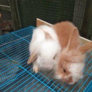 Rosnaeni Nanii profile icon