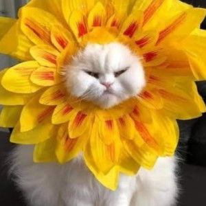 Dea Nadya profile icon