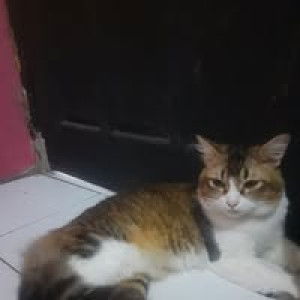 Sayekti Say profile icon