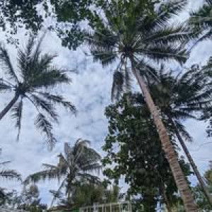 Dina Septia profile icon