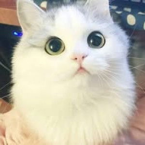 Sulistia Fatmawati profile icon