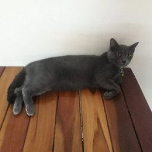 Noppasorn Sujarit profile icon