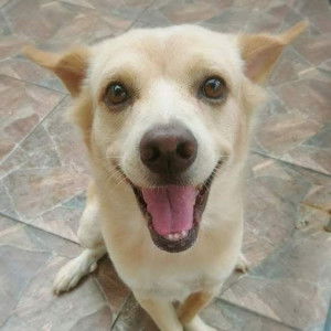 im Kornvipa profile icon