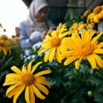 Nur Aqilah profile icon