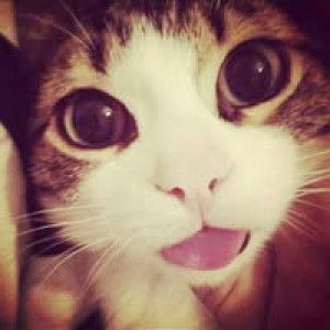 ラロリー profile icon