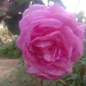 Irawati Irawati profile icon