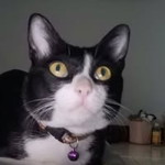 Thamonphon Mi-udon profile icon