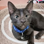 Hanna Mangsood profile icon