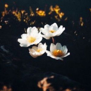 Njw🩷 profile icon