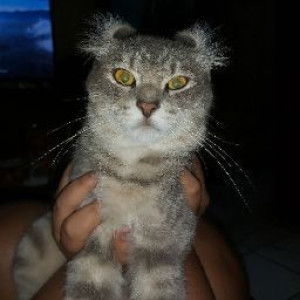 selaiiolayy profile icon