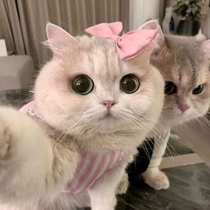 KetttlookkkOmmm profile icon