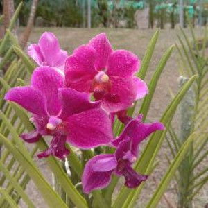 Aaqillah Amr profile icon