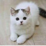 Tiur Sinthia profile icon