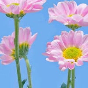 Erma Nyonya Humam profile icon