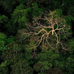 ana green profile icon