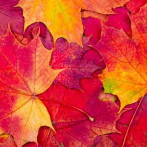 Phie Felicia profile icon